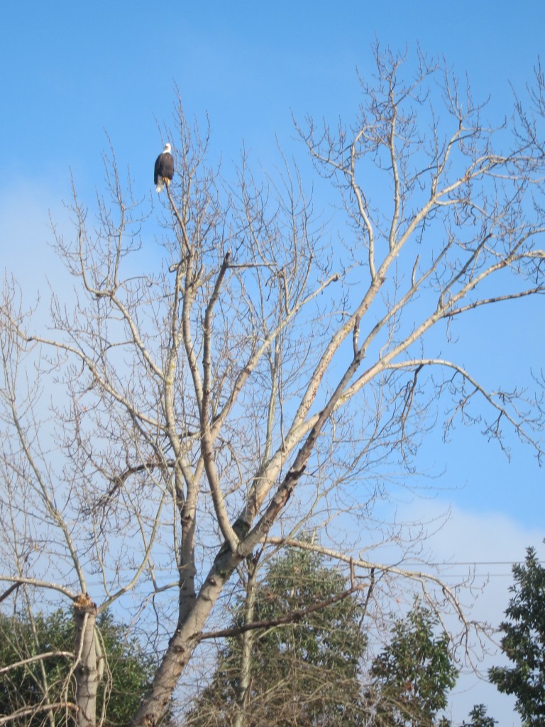 willamette bald eagle