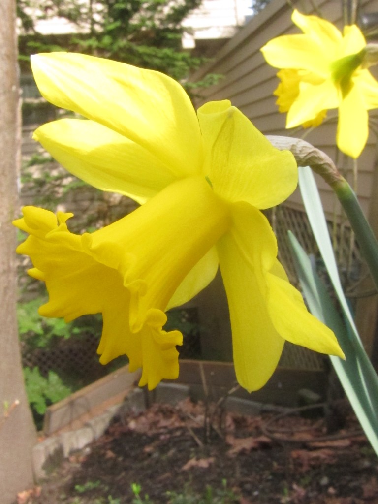 west hills daffodils