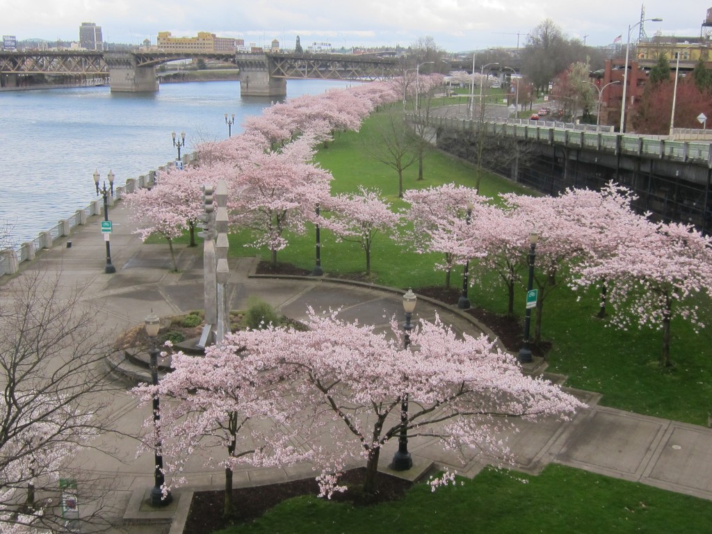 waterfront cherry blossoms II