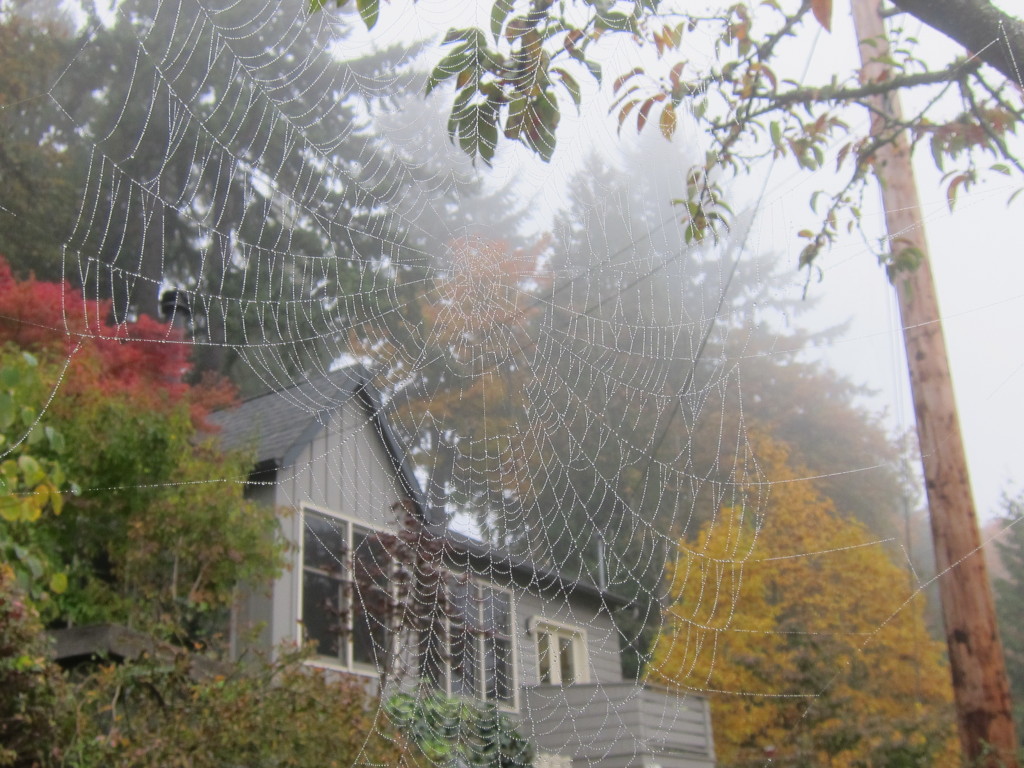 misty fall spiderweb