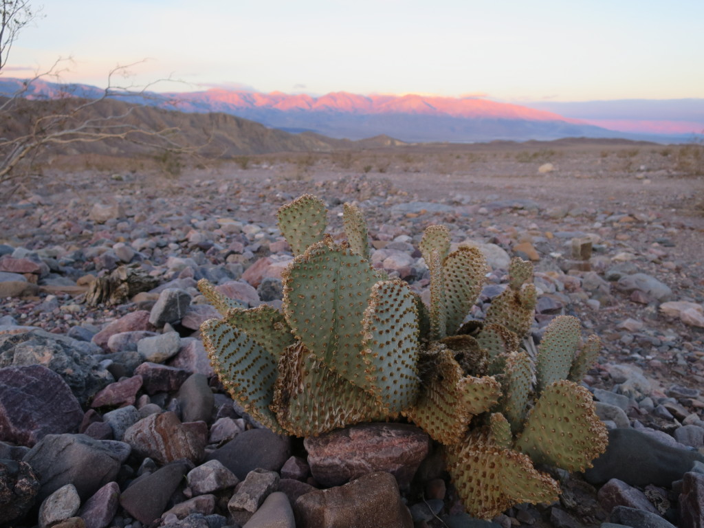 Death Valley beavertail cactus