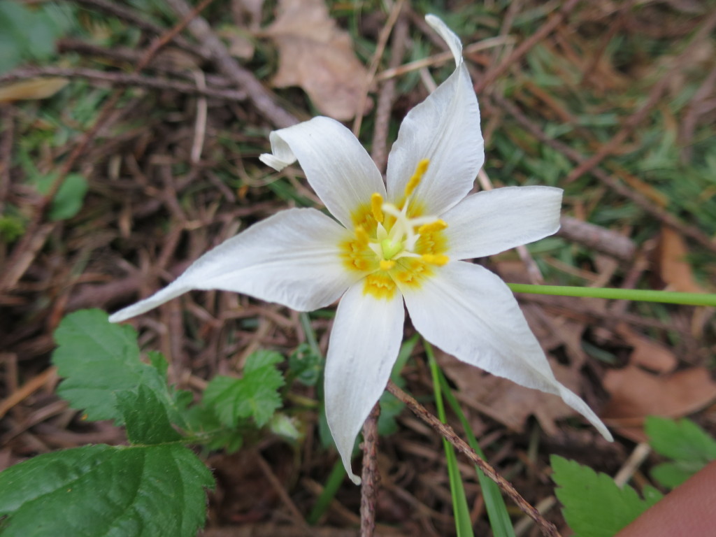 white fawn lily
