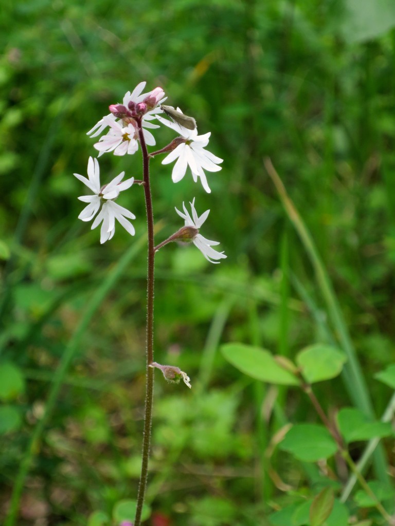 small-flowered woodland star