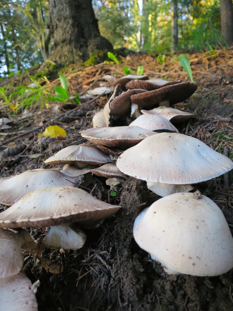 Mt Tabor mushrooms