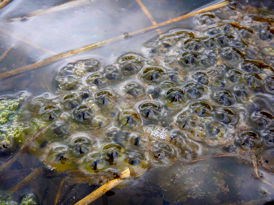 northern red-legged frog egg mass later