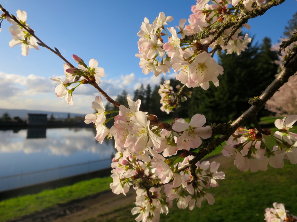 mt tabor blossoms